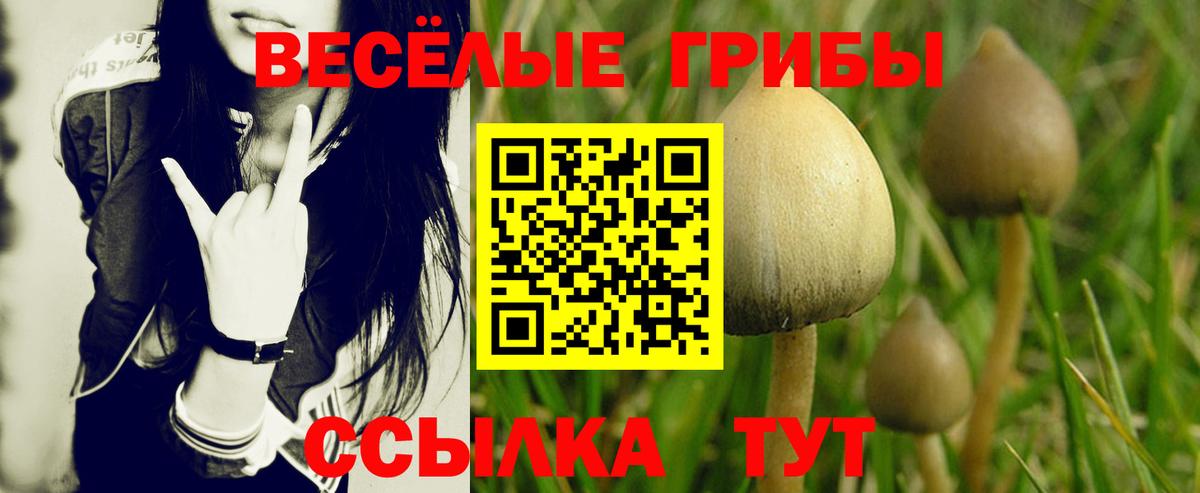 Псилоцибиновые грибы прущие грибы Алексин